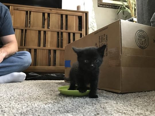 Photo shows Sketch, the kitten, at about four weeks old, when Silvia found him.