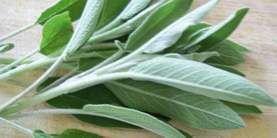 Sage leaves