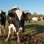 sapi cow