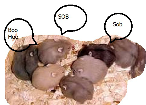 This image has an empty alt attribute; its file name is zbabyhams-more.png