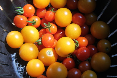 today's tomato harvest