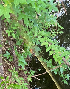 Foliage - Adventure Story