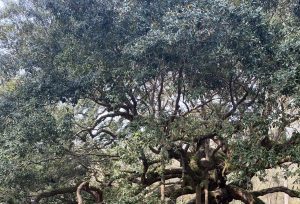 Tree - Adventure Story