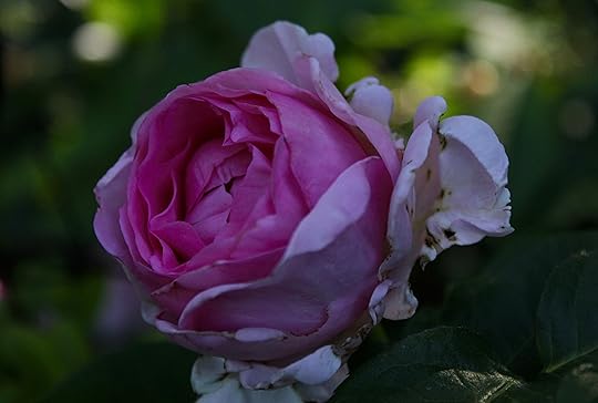 rosa rosor