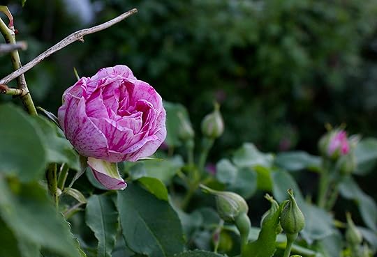 Rosa ros