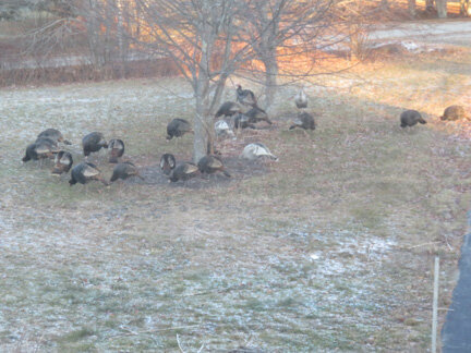 Turkeys in Our Front Yard