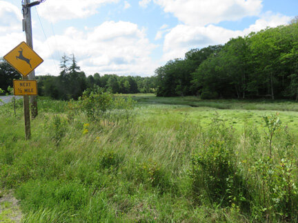 Marsh Where the Bald Eagles Hang Out—and Be Sure to Watch Out for Deer at Night