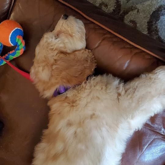 Sleepy Puppy!