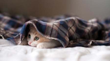 Hidden Kitten - Cats & Animals Background Wallpapers on Desktop Nexus (Image 2185870)