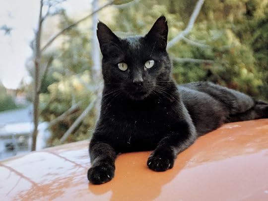 21 Black Cat Breeds with Beautiful Black Coats (With Pictures) | Pet Keen