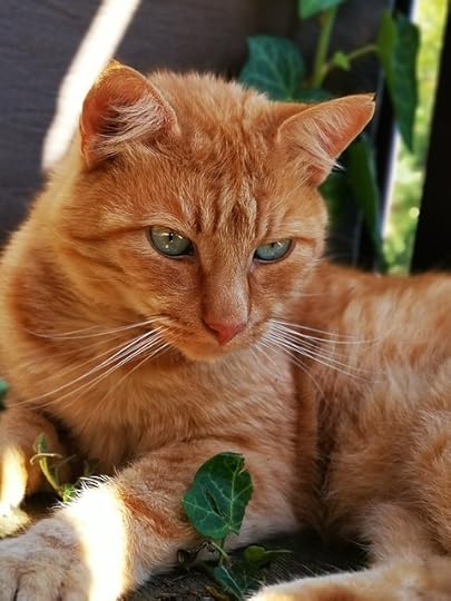 Free photo Cat Red Cat Green Eyes Eyes Red Tomcat Tiger - Max Pixel