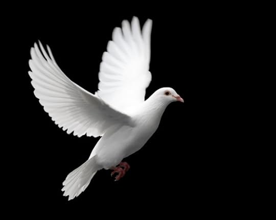 37,730 White dove Stock Photos | Free & Royalty-free White dove Images | Depositphotos