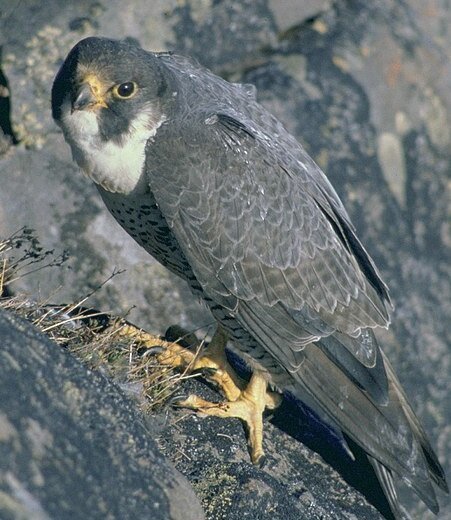 Got my sunnies on! Image courtesy of US Fish and Wildlife.