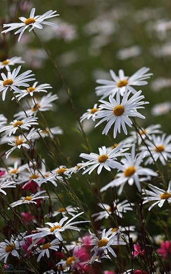 Flowers_KOCIS_Korea_Sancheong_Traditional_Medicine_EXPO_13