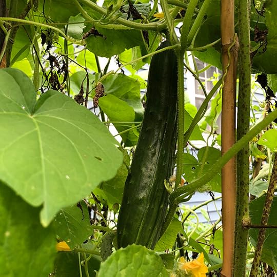 cucumber.jpg
