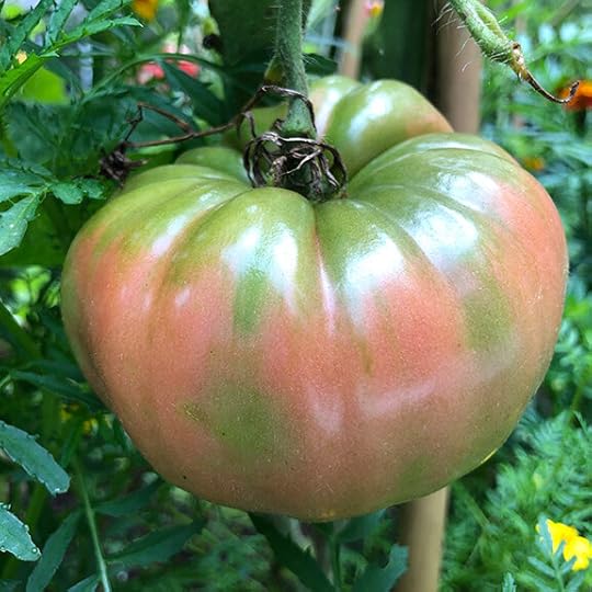 tomato blushing.jpg