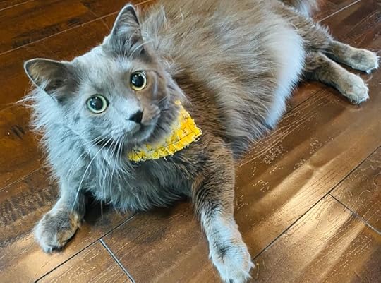 grey-cat-bandanna