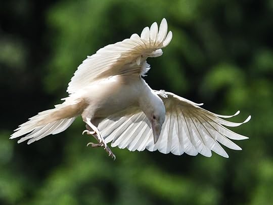 Rare white raven spotted on Vancouver Island | Vancouver Sun