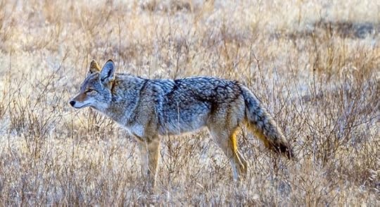 Coyote