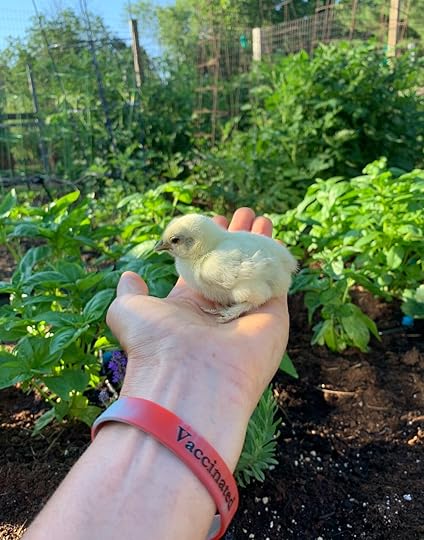 baby chick.jpg