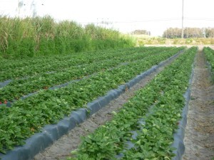 strawberry plants