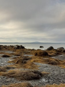 Maine low tide