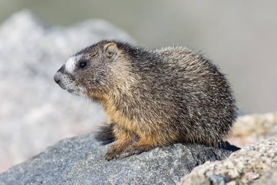 Whistle Pig Animal