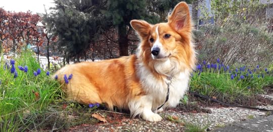 Free Images : Welshcorgi, mammal, vertebrate, dog breed, welsh corgi, canidae, pembroke welsh corgi, carnivore, cardigan welsh corgi, companion dog, sporting group, herding dog, fawn, welsh sheepdog, Basque shepherd dog, corgi chihuahua,