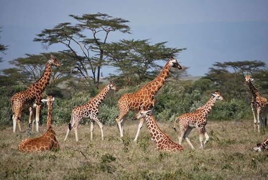Giraffes are as socially complex as elephants, study finds