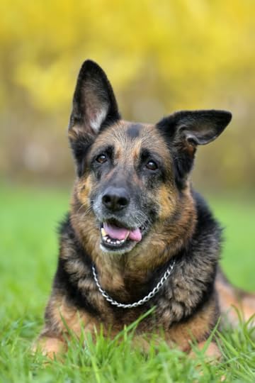 Portrait of an old german shepherd 12 years old #germanshepherd