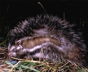 Follow me, I know the way! Image courtesy of Kevin Deacon.