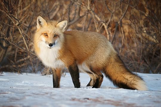 The Red Fox | EEK Wisconsin