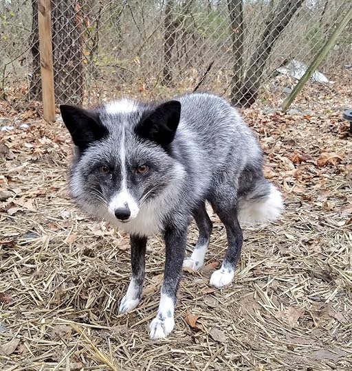 Blue Blue Blue on Twitter: "Good morning from one of them 7 "super rare Russian breed dogs" (NOT), and myself!… "