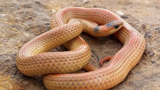 Snakes of Colorado | Museum of Natural History | University of Colorado Boulder