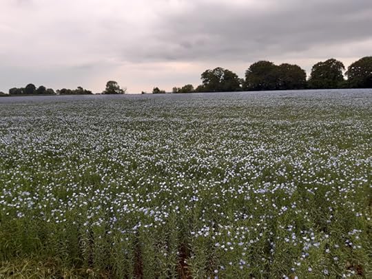 close-up view of flax