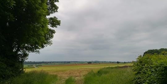 poppy field viewed from a distance, a brilliant red stripe in a green landscape