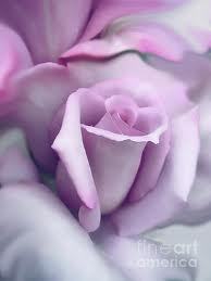 Sterling Silver rose
