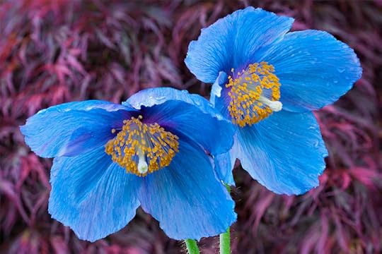 Meconopsis