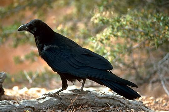 Free picture: black, raven, bird
