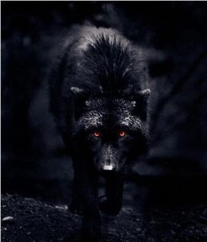 black wolf with red eyes | Black Wolf Red Eyes Picture | Wolf spirit animal, Wolf with red eyes, Wolf eyes