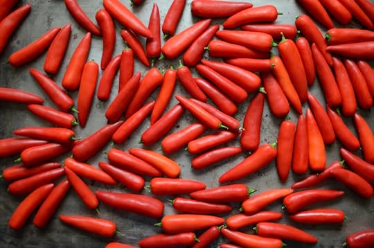 Red hot peppers arranged on a metal sheet pan.