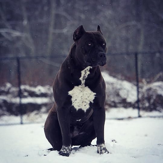 12.1k Likes, 89 Comments - @xxldesignerpitbulls on Instagram: “Coachella 🐾 #XDP #beauty #beast #girls #morning #snow #w… | Pitbull dog, Pitbull terrier, Dog breeds