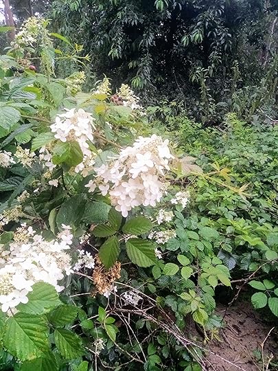 Haiku: Pluimhortensia