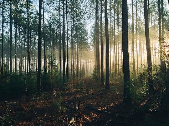 forest with morning light