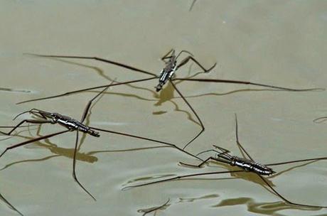 Con gọng vó