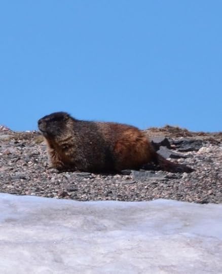 Marmot - Adventure Story