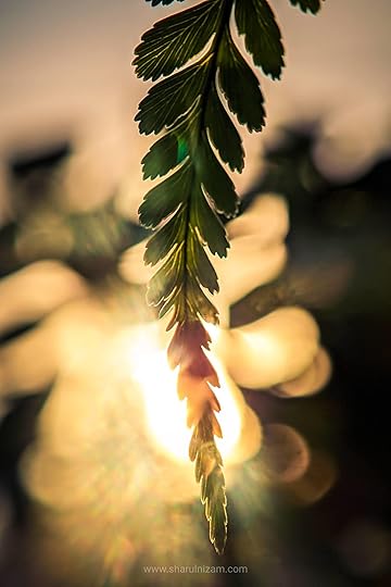10 Gambar Macro Photography Di Halaman Rumah (Lensbong Nikon 35 mm & Samsung A52)