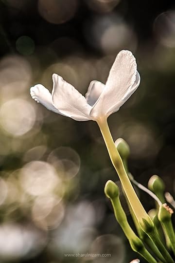 10 Gambar Macro Photography Di Halaman Rumah (Lensbong Nikon 35 mm & Samsung A52)