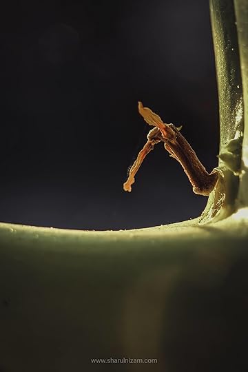 10 Gambar Macro Photography Di Halaman Rumah (Lensbong Nikon 35 mm & Samsung A52)