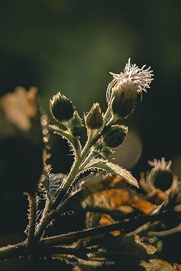 10 Gambar Macro Photography Di Halaman Rumah (Lensbong Nikon 35 mm & Samsung A52)